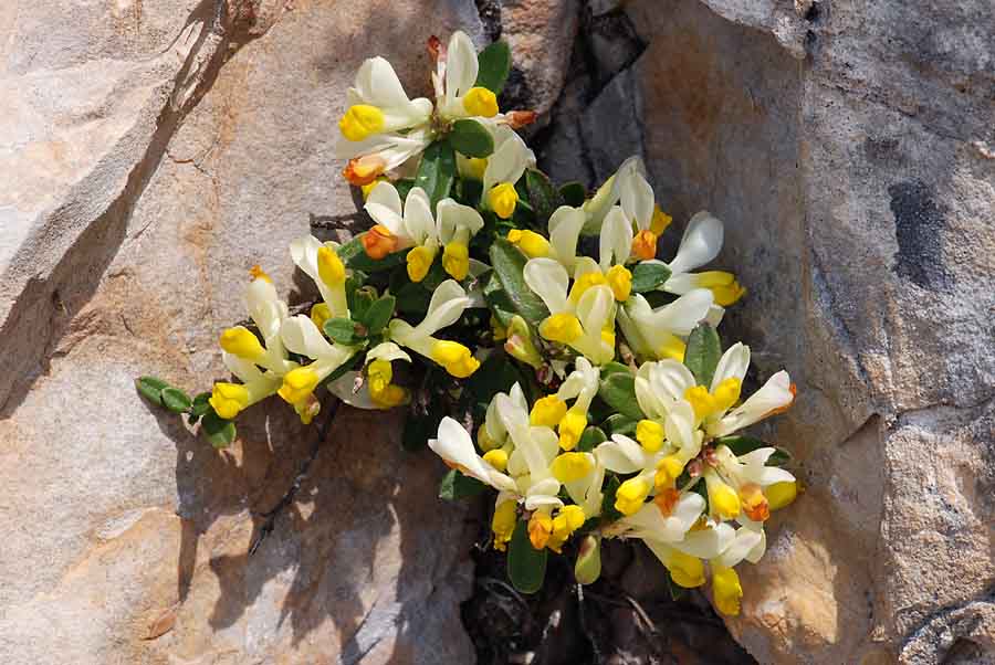 Polygaloides (=Polygala) chamaebuxus / Poligala falso-bosso